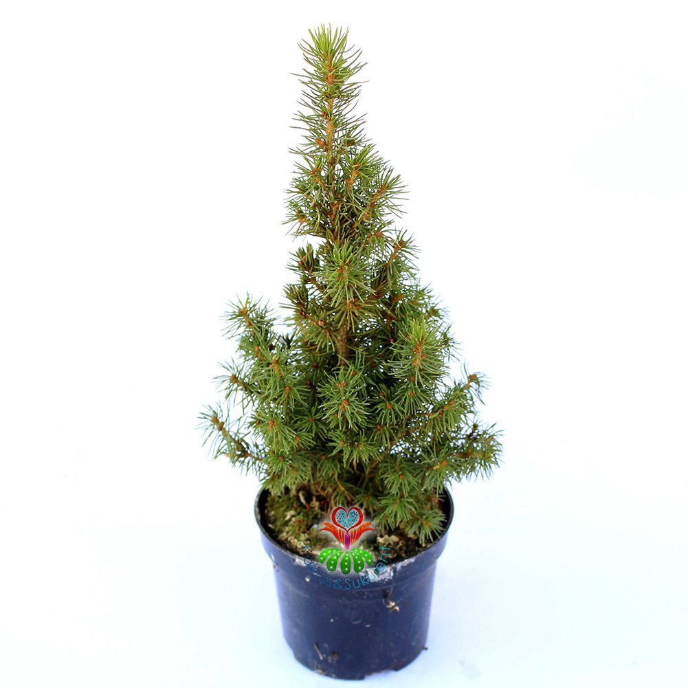 Konik Ladin Fidanı- Picea Glauca 'Conica' -20cm Uzunlukta - Dış Mekan