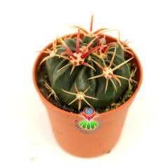 Kaktüs,Ferocactus Corniger-Mor Renk Çiçek Açar-Güzel Dikenli- Özel Tür 5,5 cm Saksıda-Teraryum