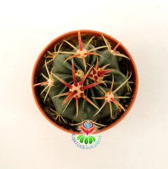 Kaktüs,Ferocactus Corniger-Mor Renk Çiçek Açar-Güzel Dikenli- Özel Tür 5,5 cm Saksıda-Teraryum