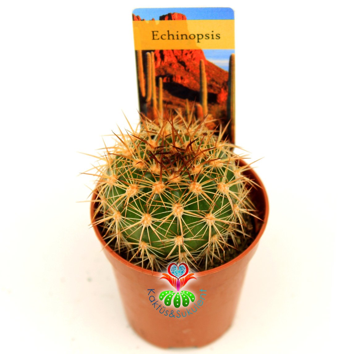 Kaktüs,Echinopsis Sierragrandensis - Sarı Çiçek Açar-Güzel Dikenli- Özel Tür 5,5 cm Saksıda-Teraryum