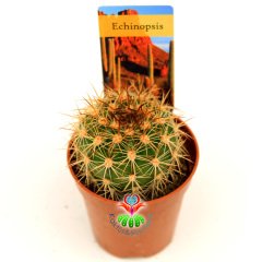 Kaktüs,Echinopsis Sierragrandensis - Sarı Çiçek Açar-Güzel Dikenli- Özel Tür 5,5 cm Saksıda-Teraryum