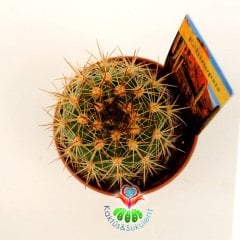 Kaktüs,Echinopsis Sierragrandensis - Sarı Çiçek Açar-Güzel Dikenli- Özel Tür 5,5 cm Saksıda-Teraryum