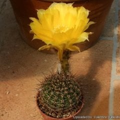 Kaktüs,Echinopsis Sierragrandensis - Sarı Çiçek Açar-Güzel Dikenli- Özel Tür 5,5 cm Saksıda-Teraryum