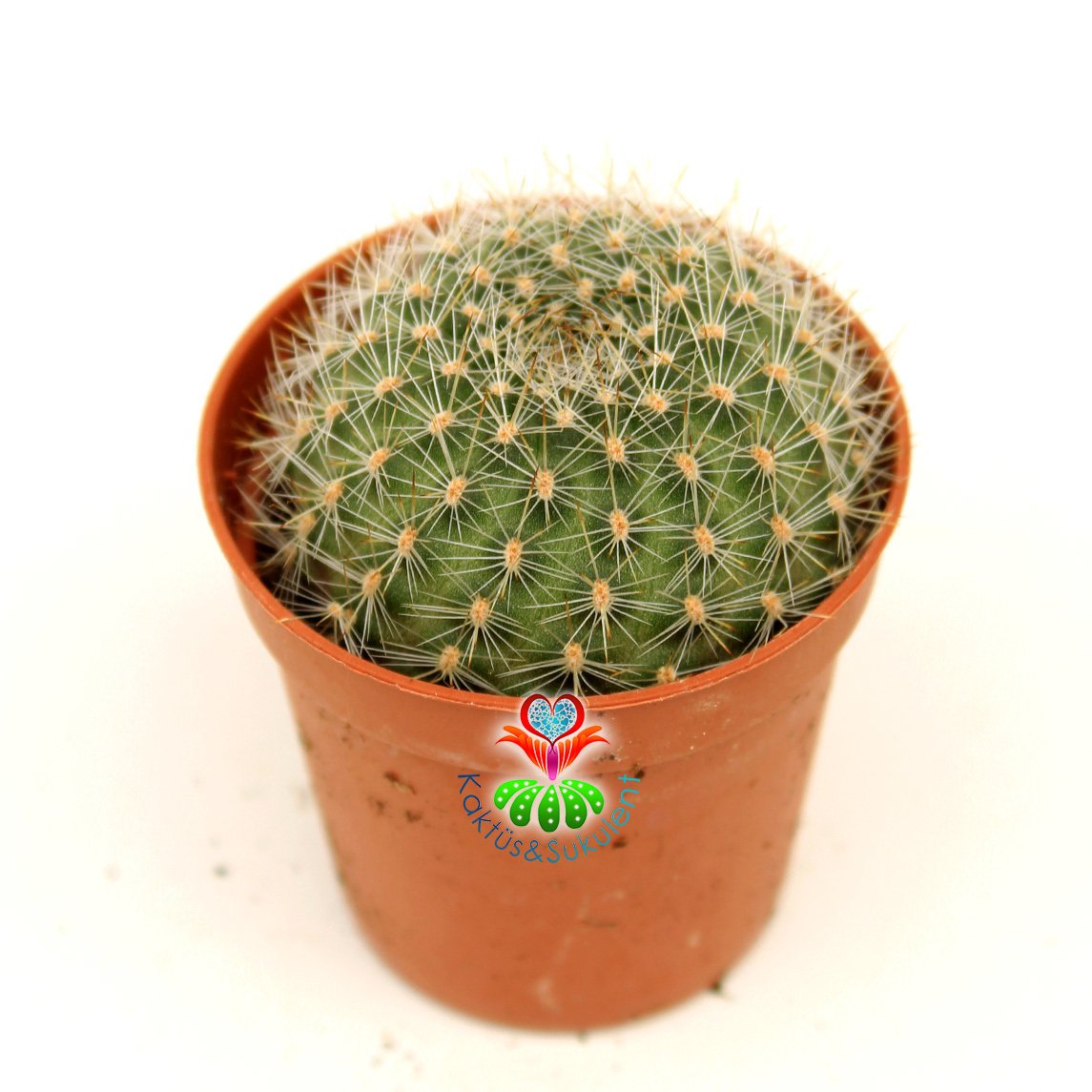Kaktüs,Rebutia Albiareolata- Kırmızı Bol Bol Çiçek Açar- Özel Tür 5,5 cm Saksıda-Sukulent, Teraryum