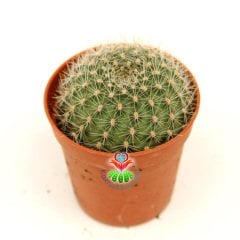 Kaktüs,Rebutia Albiareolata- Kırmızı Bol Bol Çiçek Açar- Özel Tür 5,5 cm Saksıda-Sukulent, Teraryum