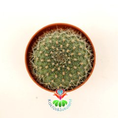 Kaktüs,Rebutia Albiareolata- Kırmızı Bol Bol Çiçek Açar- Özel Tür 5,5 cm Saksıda-Sukulent, Teraryum