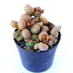 Adromischus Little Spheroid-Sıradışı Bordo Yapraklı Özel Tür Sukulent-6,5 cm Saksıda