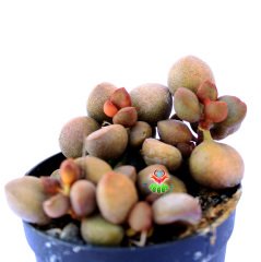 Adromischus Little Spheroid-Sıradışı Bordo Yapraklı Özel Tür Sukulent-6,5 cm Saksıda