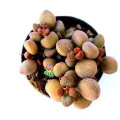 Adromischus Little Spheroid-Sıradışı Bordo Yapraklı Özel Tür Sukulent-6,5 cm Saksıda