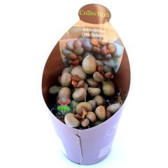 Adromischus Little Spheroid-Sıradışı Bordo Yapraklı Özel Tür Sukulent-6,5 cm Saksıda
