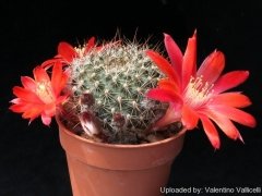 Kaktüs,Rebutia Albiareolata- Kırmızı Bol Bol Çiçek Açar- Özel Tür 5,5 cm Saksıda-Sukulent, Teraryum