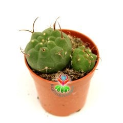 Kaktüs,Matucana Madisoniorum- Kırmızı Büyük Çiçek Açar- Özel Tür 5,5 cm Saksıda-Sukulent, Teraryum