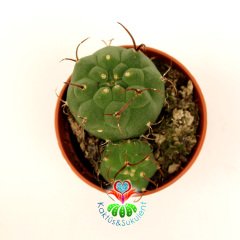 Kaktüs,Matucana Madisoniorum- Kırmızı Büyük Çiçek Açar- Özel Tür 5,5 cm Saksıda-Sukulent, Teraryum