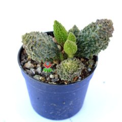 Adromischus Marianiae Herrei Rubra-Dokulu Bordo Yapraklı Özel Tür Sukulent-6,5 cm Saksıda