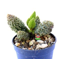Adromischus Marianiae Herrei Rubra-Dokulu Bordo Yapraklı Özel Tür Sukulent-6,5 cm Saksıda