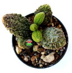 Adromischus Marianiae Herrei Rubra-Dokulu Bordo Yapraklı Özel Tür Sukulent-6,5 cm Saksıda