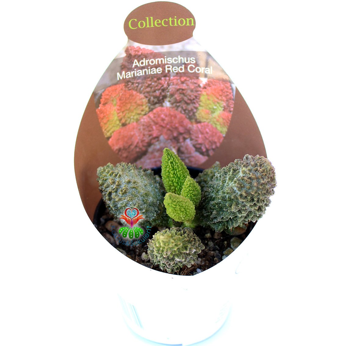 Adromischus Marianiae Herrei Rubra-Dokulu Bordo Yapraklı Özel Tür Sukulent-6,5 cm Saksıda