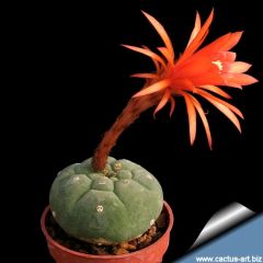 Kaktüs,Matucana Madisoniorum- Kırmızı Büyük Çiçek Açar- Özel Tür 5,5 cm Saksıda-Sukulent, Teraryum