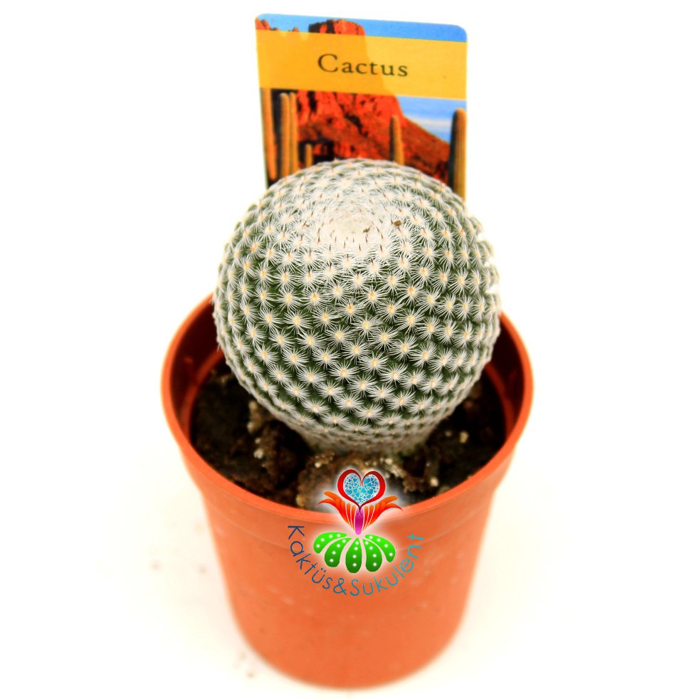 Kaktüs,Mammillaria Tlalocii -Taç Gibi Pembe Çiçek Açar-Bembeyaz Yuvarlak Formlu Özel Tür 5,5 cm Saksıda-Sukulent, Teraryum