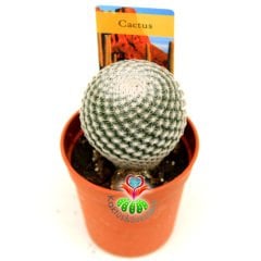 Kaktüs,Mammillaria Tlalocii -Taç Gibi Pembe Çiçek Açar-Bembeyaz Yuvarlak Formlu Özel Tür 5,5 cm Saksıda-Sukulent, Teraryum