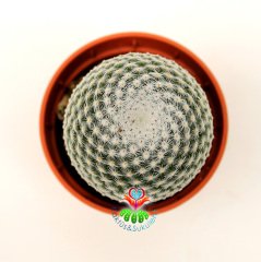 Kaktüs,Mammillaria Tlalocii -Taç Gibi Pembe Çiçek Açar-Bembeyaz Yuvarlak Formlu Özel Tür 5,5 cm Saksıda-Sukulent, Teraryum