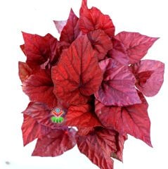 Begonia Inca Flame -Kırmızı Yapraklı Begonya-13 Cm Saksıda Yaprak Güzeli