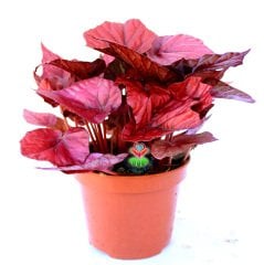 Begonia Inca Flame -Kırmızı Yapraklı Begonya-13 Cm Saksıda Yaprak Güzeli