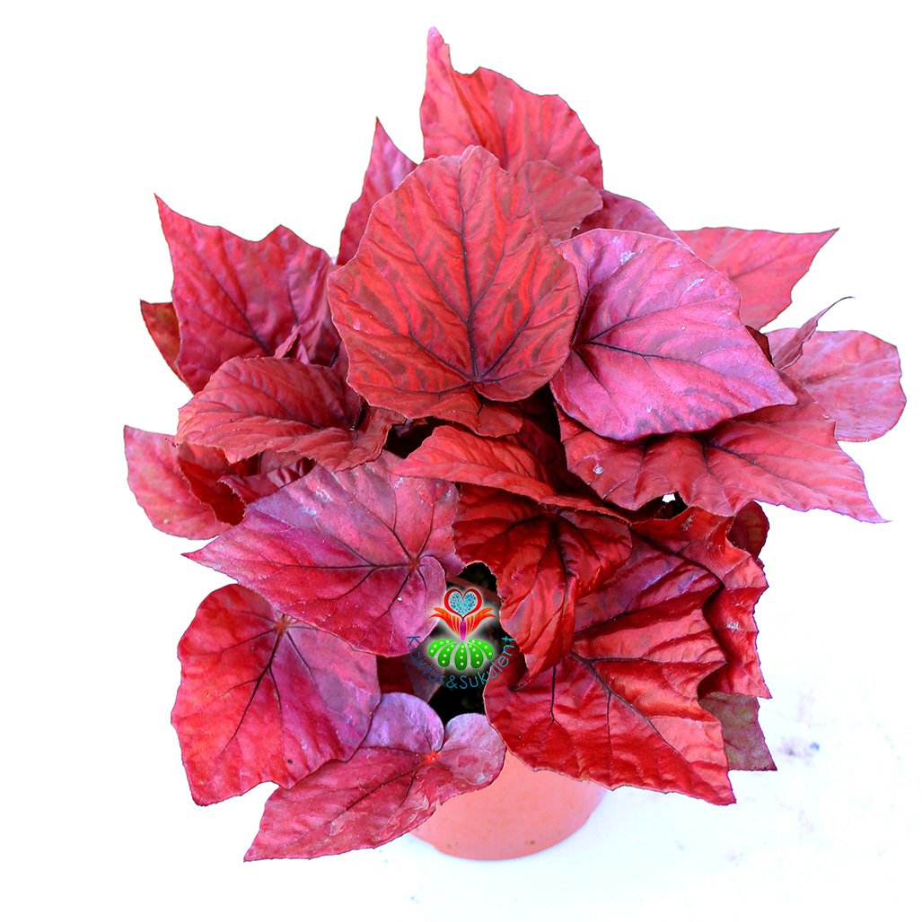 Begonia Inca Flame -Kırmızı Yapraklı Begonya-13 Cm Saksıda Yaprak Güzeli