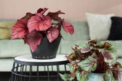 Begonia Inca Flame -Kırmızı Yapraklı Begonya-13 Cm Saksıda Yaprak Güzeli