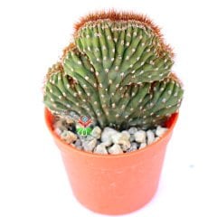 Cereus Peruvianus Red Crestato-Çok Nadir Tür Kaktüs-6,5 cm Saksıda