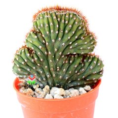 Cereus Peruvianus Red Crestato-Çok Nadir Tür Kaktüs-6,5 cm Saksıda