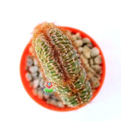 Cereus Peruvianus Red Crestato-Çok Nadir Tür Kaktüs-6,5 cm Saksıda