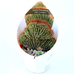 Cereus Peruvianus Red Crestato-Çok Nadir Tür Kaktüs-6,5 cm Saksıda