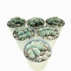 Conophytum Meyeri -Çok Nadir Tür Taş Kaktüs-6,5 cm Saksıda