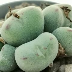 Conophytum Meyeri -Çok Nadir Tür Taş Kaktüs-6,5 cm Saksıda
