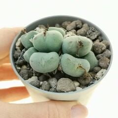Conophytum Meyeri -Çok Nadir Tür Taş Kaktüs-6,5 cm Saksıda