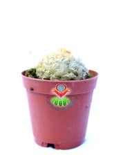 Kaktüs,Mammillaria Plumosa-Yumuşak Pamuk-Yün Dikenli-- Özel Tür 5,5 cm Saksıda-Sukulent, Teraryum