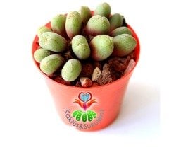 Conophytum Bicarinatum -Çok Nadir Tür Taş Kaktüs-5,5 cm Saksıda