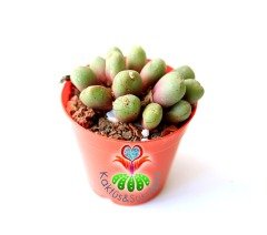 Conophytum Bicarinatum -Çok Nadir Tür Taş Kaktüs-5,5 cm Saksıda