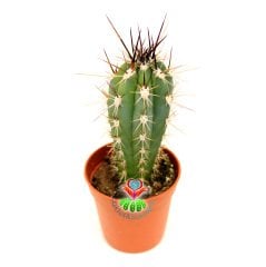 Stetsonia Coryne-Sıradışı Siyah Dev Dikenli - Özel Tür 5,5 cm Saksıda kaktüs
