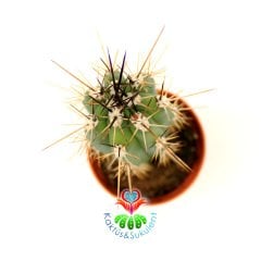 Stetsonia Coryne-Sıradışı Siyah Dev Dikenli - Özel Tür 5,5 cm Saksıda kaktüs