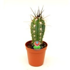 Stetsonia Coryne-Sıradışı Siyah Dev Dikenli - Özel Tür 5,5 cm Saksıda kaktüs