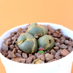 Conophytum Ficiforme -Çok Nadir Tür Taş Kaktüs-6,5 cm Saksıda