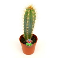 Mavi Meşale Kaktüs,Pilosocereus Azureus-Doğal Mavi Renk -Özel Tür 5,5 cm Saksıda-Sukulent, Teraryum