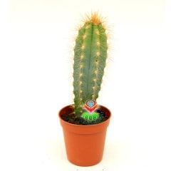 Mavi Meşale Kaktüs,Pilosocereus Azureus-Doğal Mavi Renk -Özel Tür 5,5 cm Saksıda-Sukulent, Teraryum