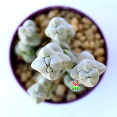 Crassula Arta-Katmanlı Beyaz-Gri Renk Özel Tür Sukulent-6,5 cm Saksıda