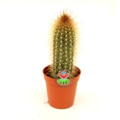 Bronz Meşale Kaktüs,Cleistocactus Smaragdiflorus -Özel Tür 5,5 cm Saksıda-Sukulent, Teraryum