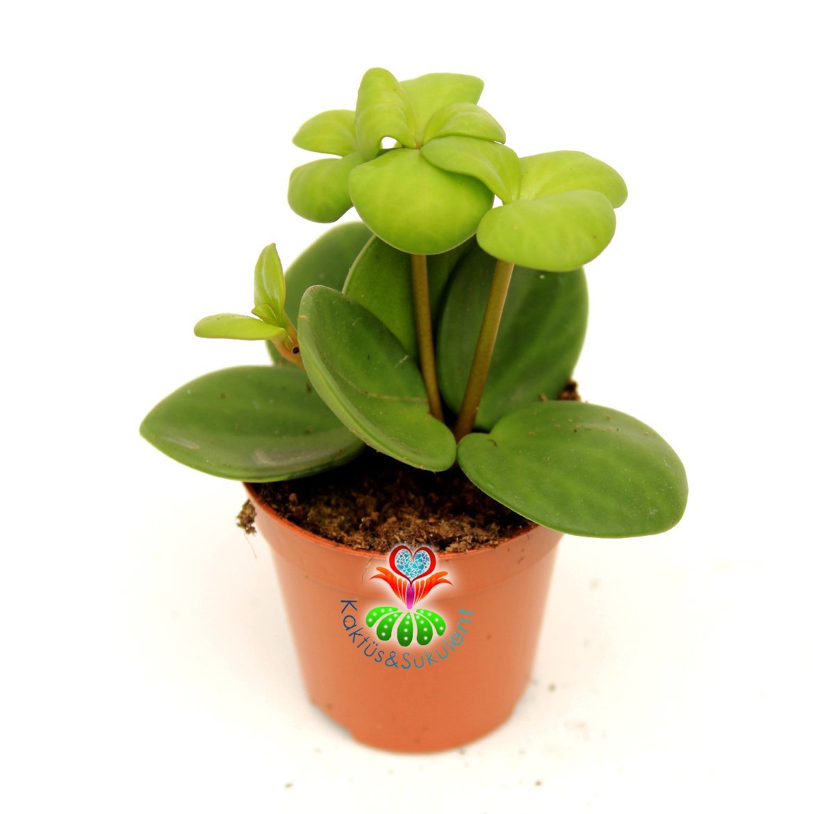 Sukulent,Peperomia 'Hope'-Mükemmel Canlı Renkli Yapraklı-Nadir Özel Tür -5,5 cm Saksıda-Kaktüs