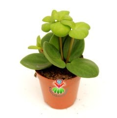 Sukulent,Peperomia 'Hope'-Mükemmel Canlı Renkli Yapraklı-Nadir Özel Tür -5,5 cm Saksıda-Kaktüs