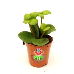 Sukulent,Peperomia 'Hope'-Mükemmel Canlı Renkli Yapraklı-Nadir Özel Tür -5,5 cm Saksıda-Kaktüs